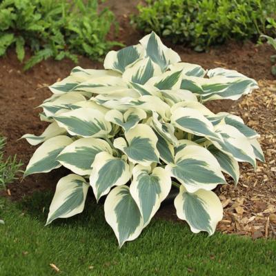 Hosta 'Firn Line'